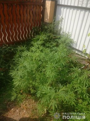 29-річний чоловік вирощував коноплю – 02