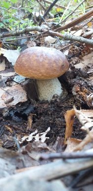 У лісах Закарпаття збирають щедрий грибний урожай – 12