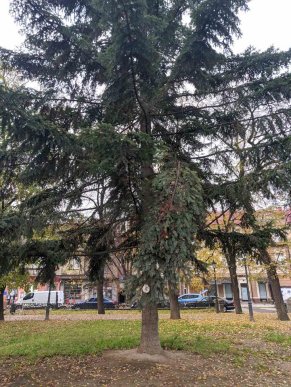 В області розпочали прикрашати ялинки: закарпатців просять долучитися до акції – 06