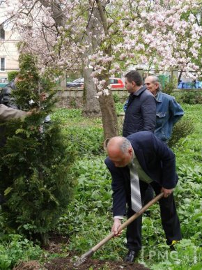 В Ужгороді чиновники посадили два екзотичні дерева – 14