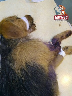 На Ужгородщині собаці прострелили ногу і залишили помирати – 01