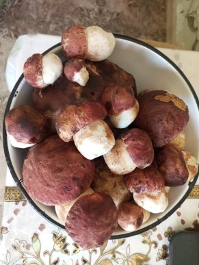 Українці продовжують хизуватися «уловом» білих грибів – 03