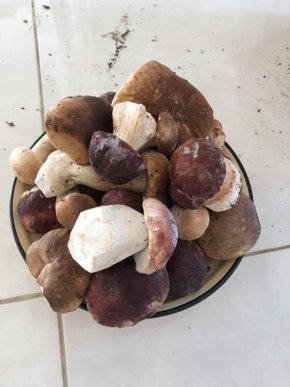 Знайшли 35 кг: закарпатці хизуються грибним врожаєм – 07