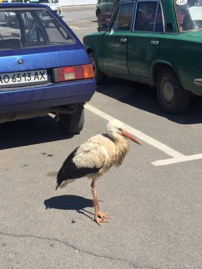 На парковці одного з гіпермаркетів Ужгорода оселився лелека – 03
