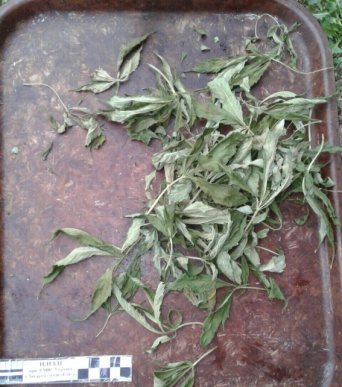 На Мукачівщині правоохоронці виявили плантацію коноплі – 05