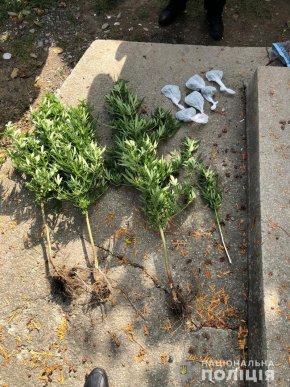 На Тячівщині поліцейські вилучили від жителя району марихуану – 01