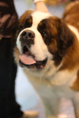 В Ужгороді визначили переможця Міжнародної виставки собак – 28