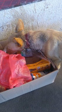 У Берегові невідомі познущалися з собаки – 02