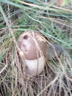 Закарпатці потрохи відкривають грибний сезон: опубліковано фото – 06