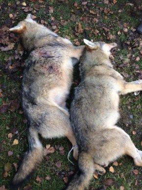 На Хустщині застрелено двох вовків, які тримали в страху курортне село – 03 На Хустщині застрелено двох вовків, які тримали в страху курортне село – 03