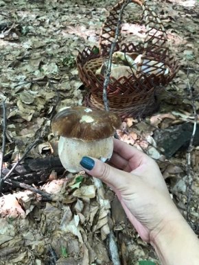 У кількох районах Закарпаття вже збирають гриби – 02