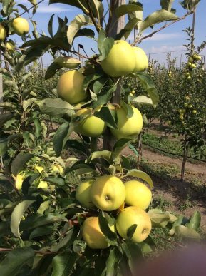 На яблучний ринок країни вривається новий гравець із Закарпаття – 09