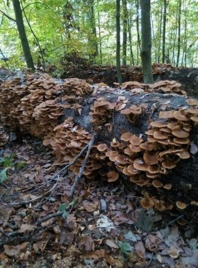 У мережі показали найгрибніше місце Закарпаття – 01 У мережі показали найгрибніше місце Закарпаття – 01