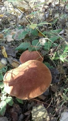 Знайшли 35 кг: закарпатці хизуються грибним врожаєм – 08