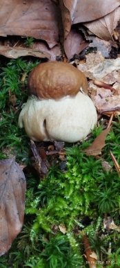 Закарпатці діляться світлинами своїх грибних знахідок – 06