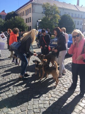 В Ужгороді відбувся марш за права тварин – 01