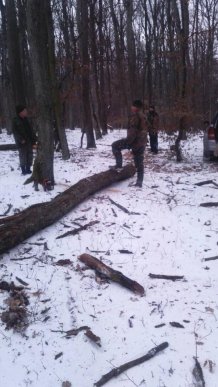 Лісівники Ужгородщини затримали крадіїв «шахтинських дубів» – 01