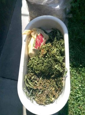 Закарпатець вирощував у теплиці плантацію конопель – 02