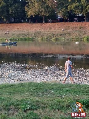 В Ужгороді рятували лебедя, над яким познущалися невідомі – 01