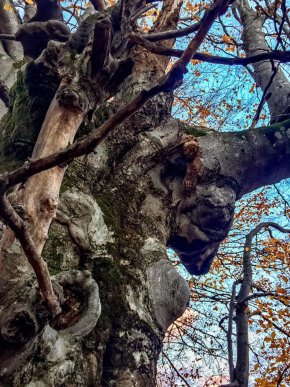 Містика? На місці із дивними деревами та камінням виявили вбиту і підвішену на ланцюг сову – 04