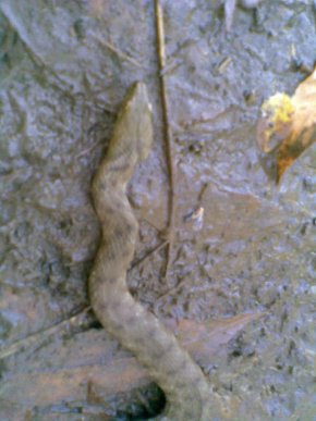 В Ужгороді чоловік натрапив на змію – 01