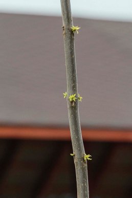 У Мукачеві на набережній висаджують екзотичні дерева – 05