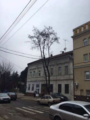 На вулиці Собранецькій в Ужгороді саджатимуть молоді дерева – 01