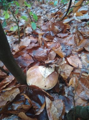 Зима грибам не перепона: закарпатці хизуються щедрим грибним "уловом" – 08