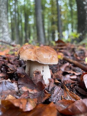 Грибний сезон продовжується: закарпатці діляться своїм «уловом» – 05