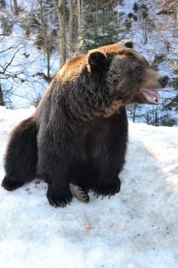 Соцмережі підкорюють фото ведмедів із Синевиру – 03 Соцмережі підкорюють фото ведмедів із Синевиру – 03