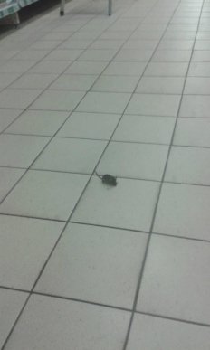 В одному із супермаркетів Ужгорода виявили мишу – 02