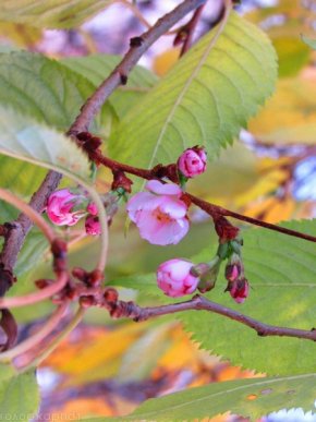 Природна аномалія: у Мукачеві в листопаді зацвіла сакура – 10
