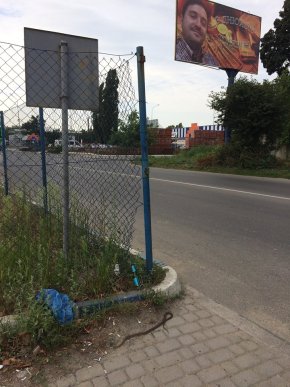 Йдучи вулицею, ужгородець натрапив на змію – 02