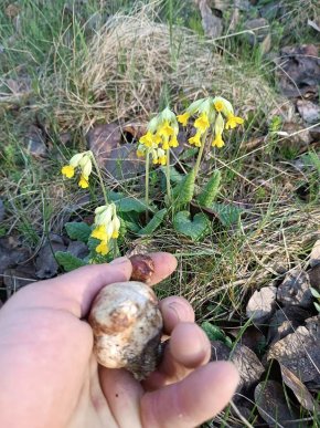 «Весняне диво»: у Карпатах розпочався сезон білих грибів – 02