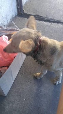 У Берегові невідомі познущалися з собаки – 01