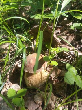 Грибний сезон: закарпатці діляться фотографіями із "тихого полювання" – 05