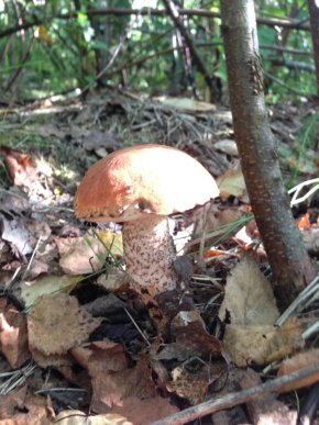 На Закарпатті киянин назбирав 114 кілограмів білих грибів – 09