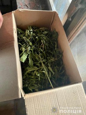 У Виноградові чоловік вирощував нарковмісні рослини – 03