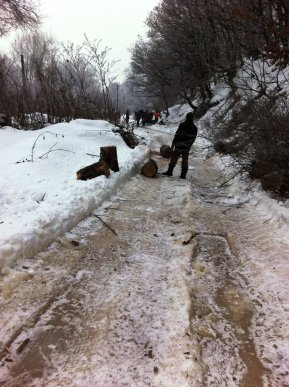 Муніципальна поліція Мукачева спіймала «на гарячому» осіб, які вирубували дерева – 03 Муніципальна поліція Мукачева спіймала «на гарячому» осіб, які вирубували дерева – 03