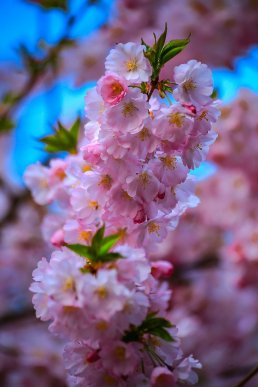 На одній із вулиць Мукачева вже розквітли сакури – 03 На одній із вулиць Мукачева вже розквітли сакури – 03