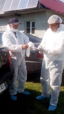 Спочатку тварин присипили, потім скинули у скотомогильник, далі спалили: як на Мукачівщині свиней утилізовують – 06