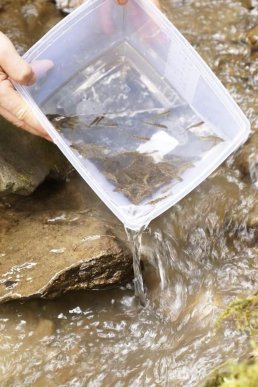 У гірські річки Рахівщини випустили понад 15 тисяч мальків форелі – 06