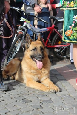 У Мукачеві урочисто відкрили чемпіонат світу зі слідової роботи службових собак – 54