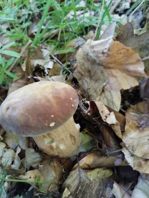 Грибний сезон у розпалі: в яких районах Закарпаття вже збирають гриби – 06