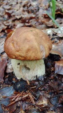 Закарпатці діляться світлинами своїх грибних знахідок – 02