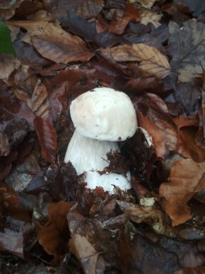 Зима грибам не перепона: закарпатці хизуються щедрим грибним "уловом" – 04