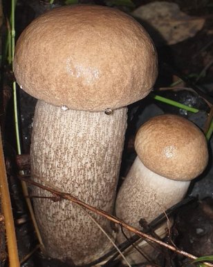 Грибний сезон на Закарпатті: в яких районах вже збирають гриби – 02 Грибний сезон на Закарпатті: в яких районах вже збирають гриби – 02