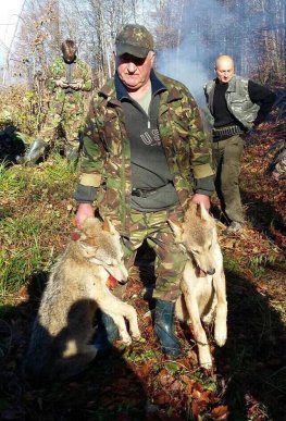 На Хустщині застрелено двох вовків, які тримали в страху курортне село – 04 На Хустщині застрелено двох вовків, які тримали в страху курортне село – 04