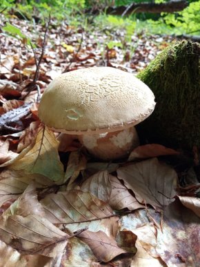 Грибний сезон на Закарпатті: відомо, в яких районах уже збирають лісові трофеї – 04
