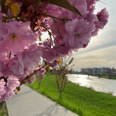 Святослав Вакарчук приїхав у Мукачево помилуватись цвітом сакури – 01